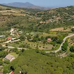 Nocellara Alia